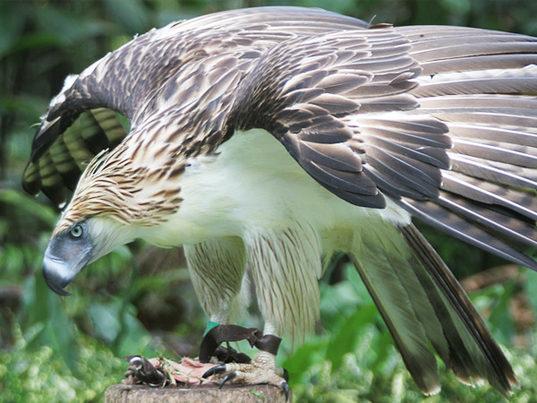 philippine-eagle_img01-l.jpg