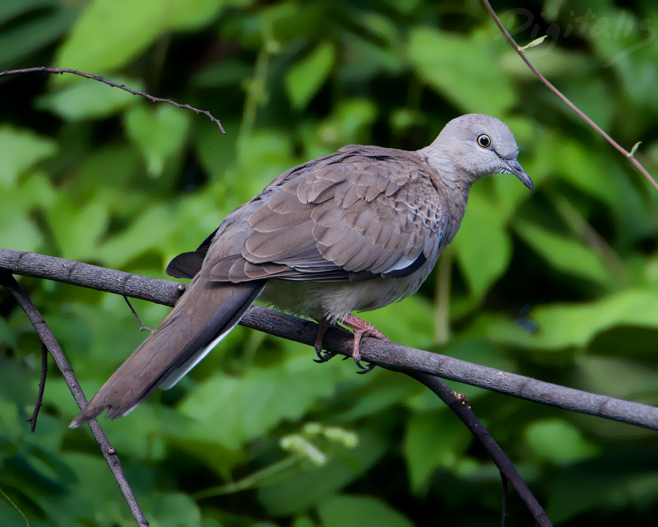 DSC_2854.jpg