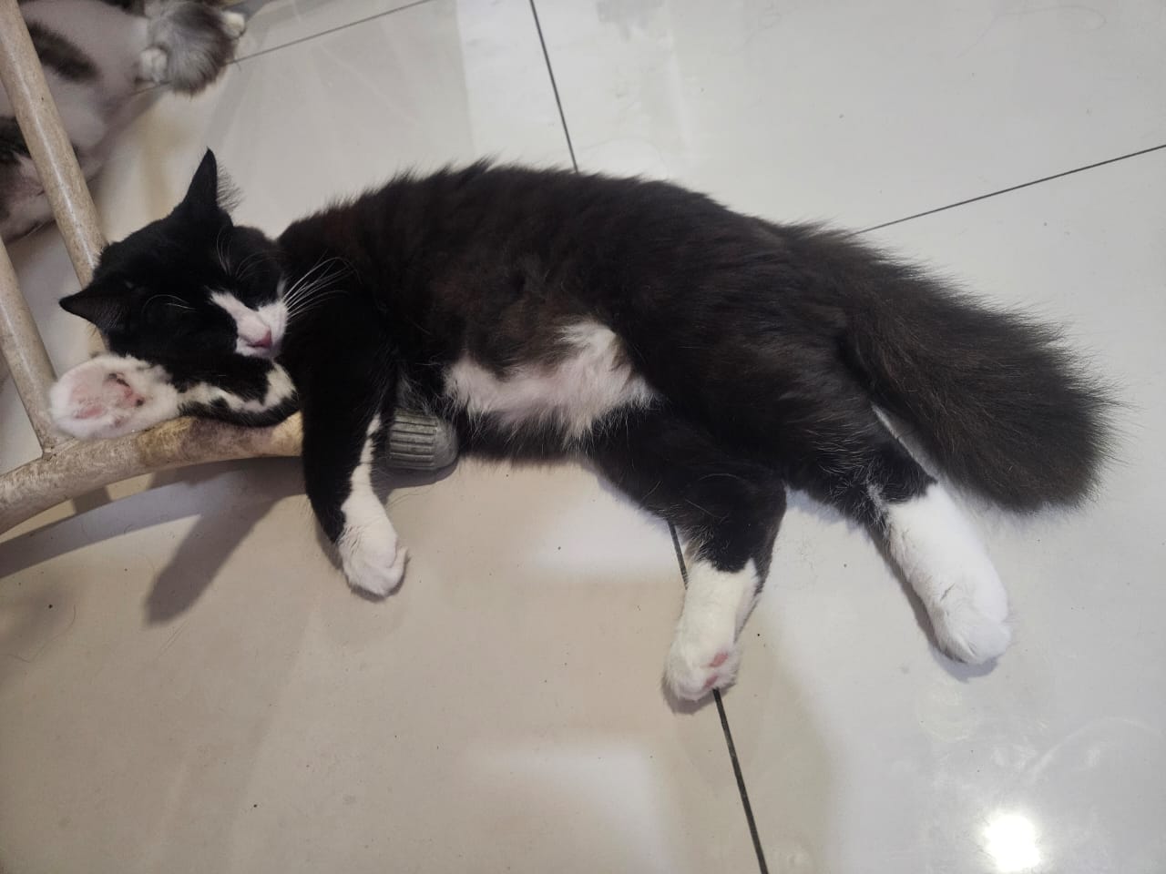 Sylvester.jpeg