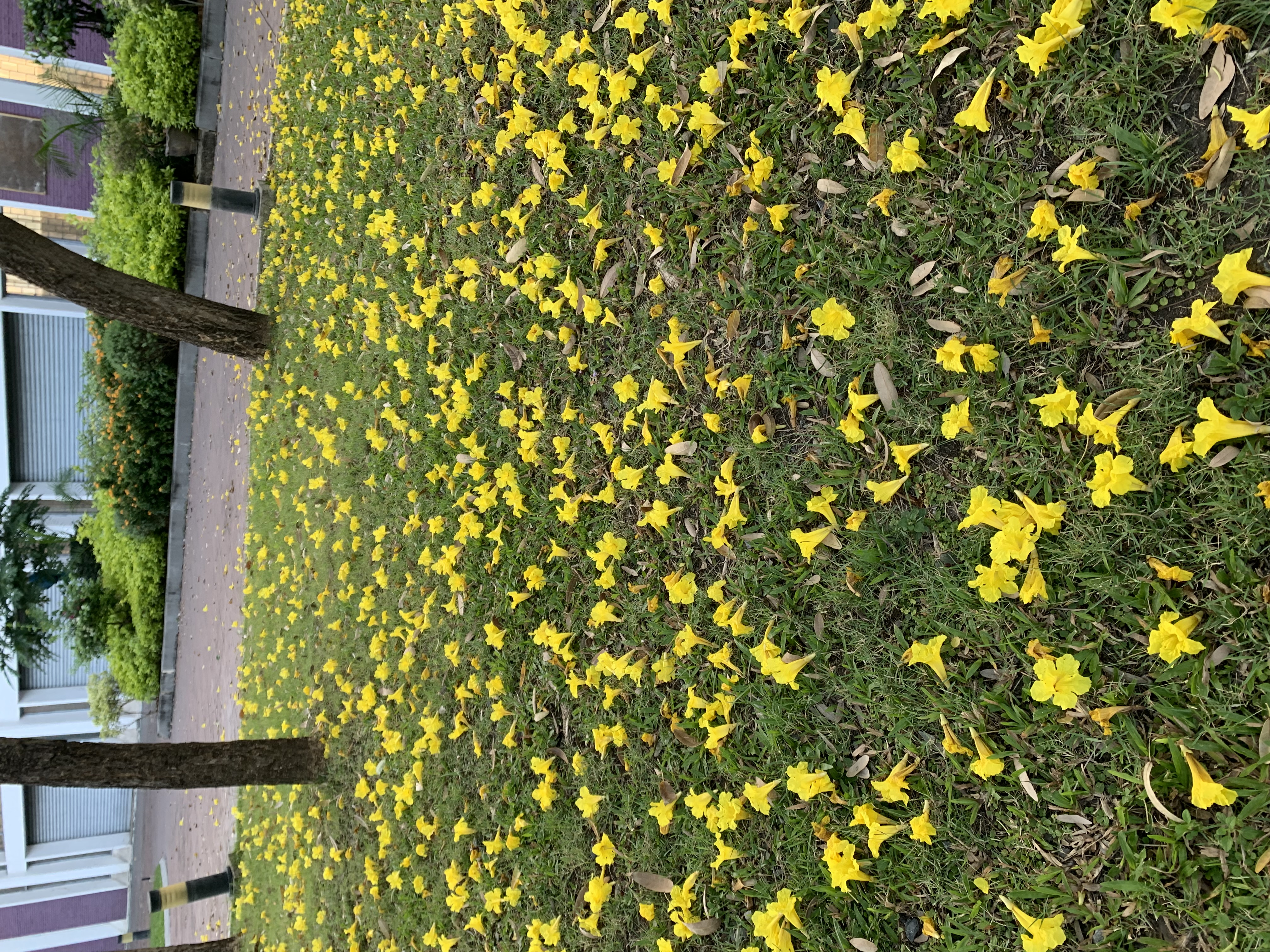 Chatuchak Park209.jpg