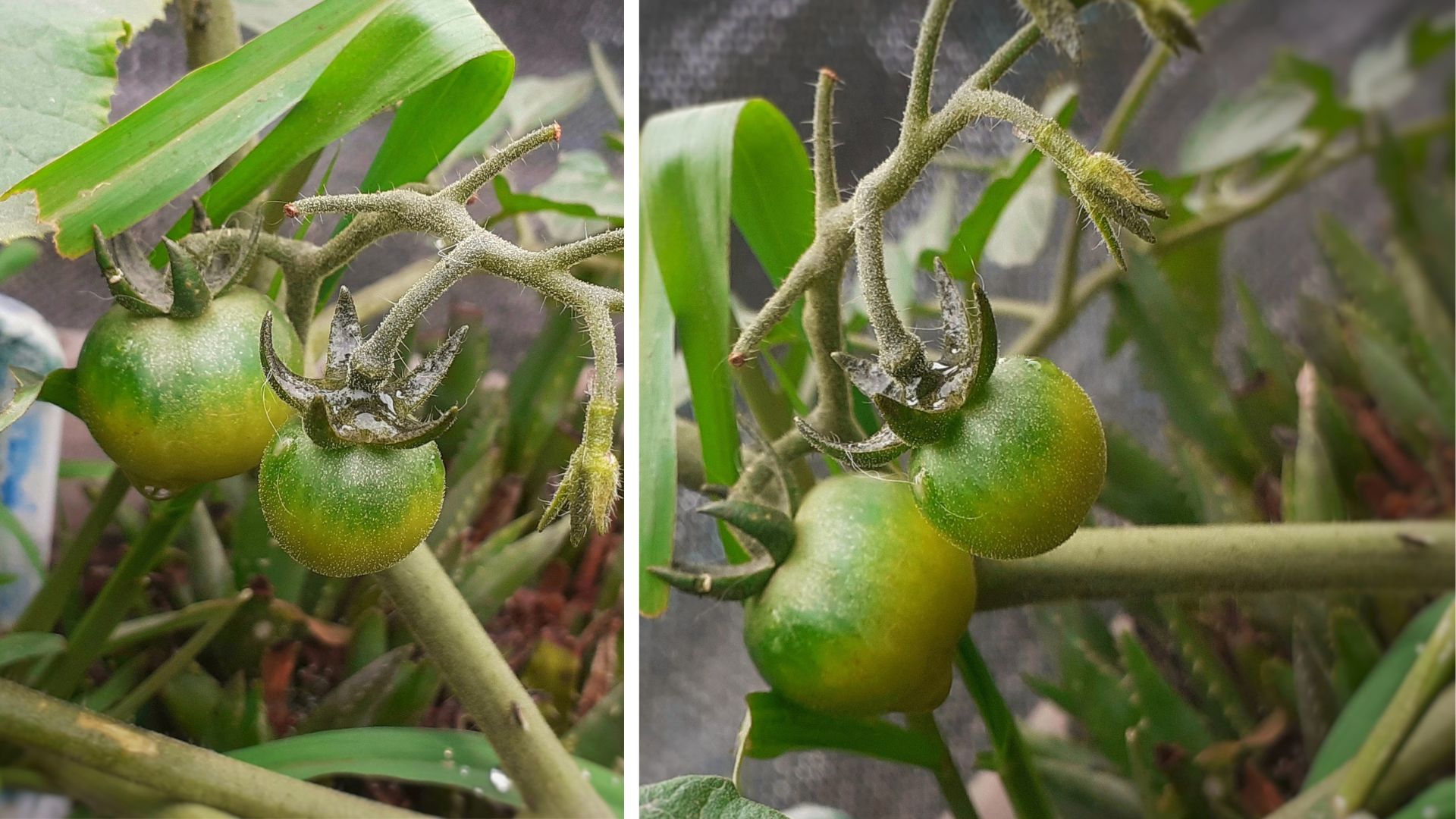 tomates en maduración_iniciarte.craft_sjl_limaPErú.jpg