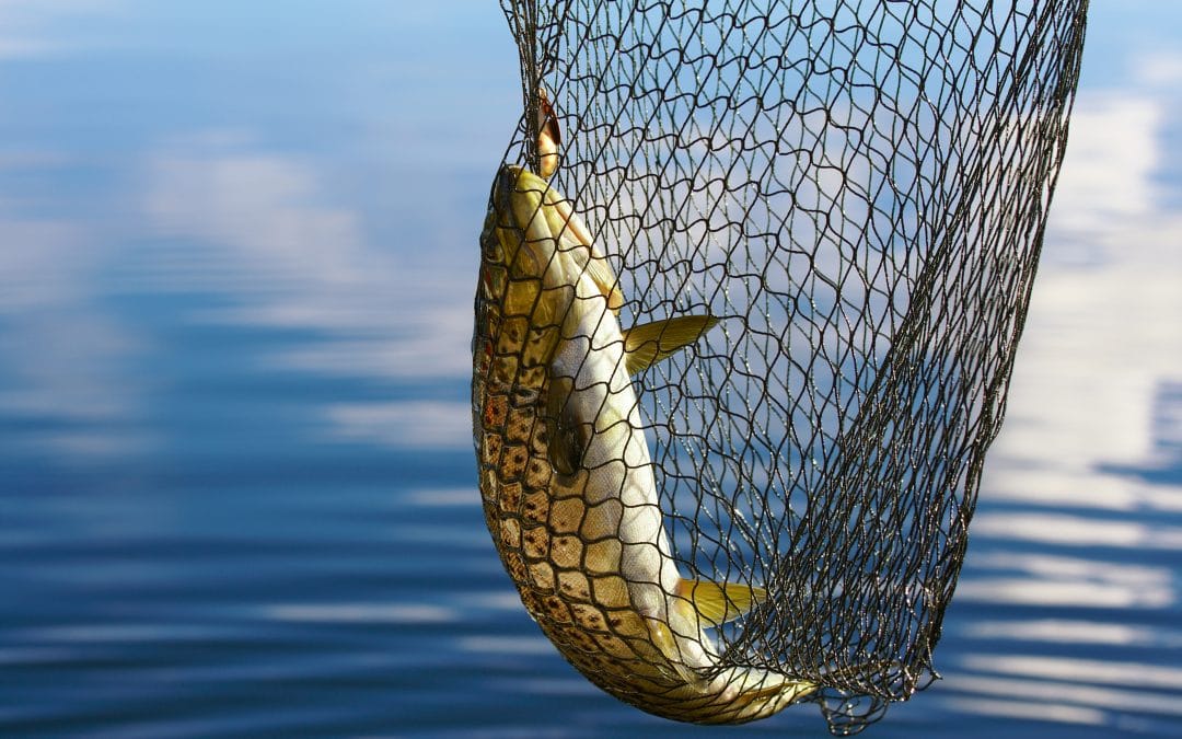trout-catch-in-a-net-1080x675.jpeg