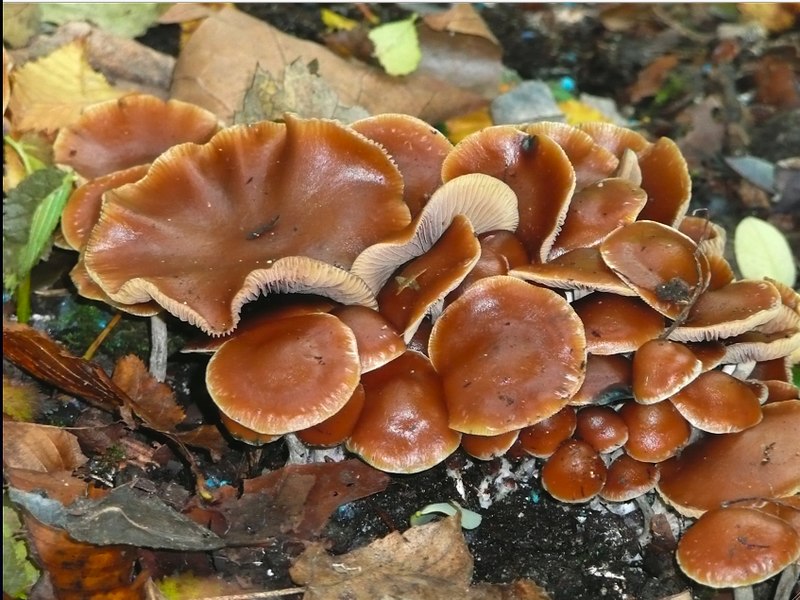 800px-Psilocybe_cyanescens_(25355).jpg