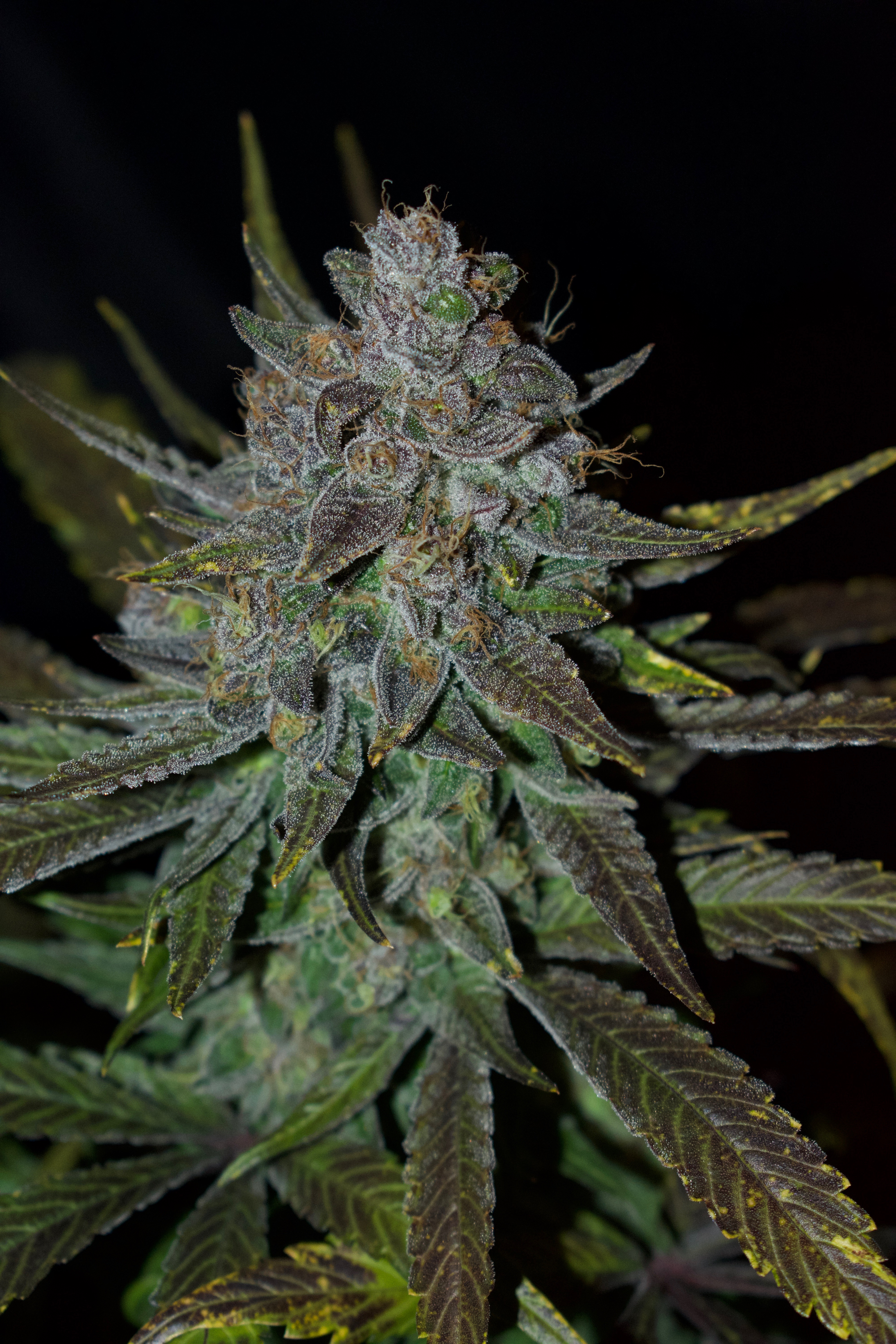Plant 8 (b).jpg
