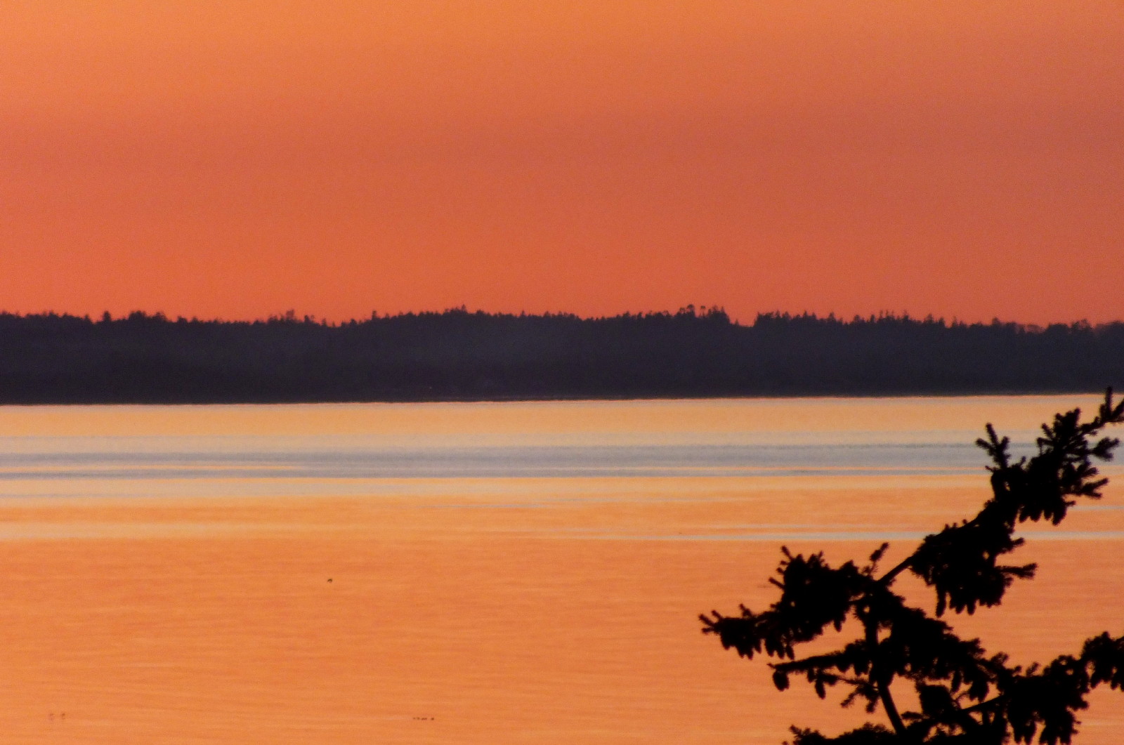 WLE0152-SunsetTree.jpg
