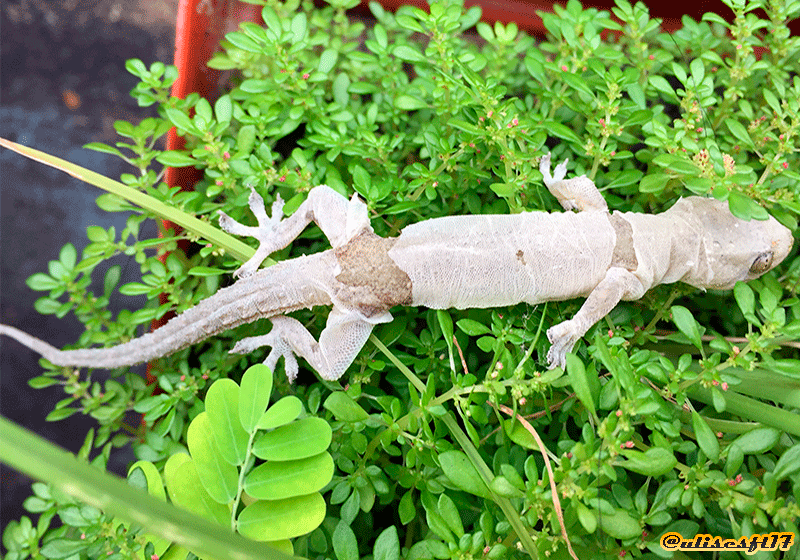 Gecko.png