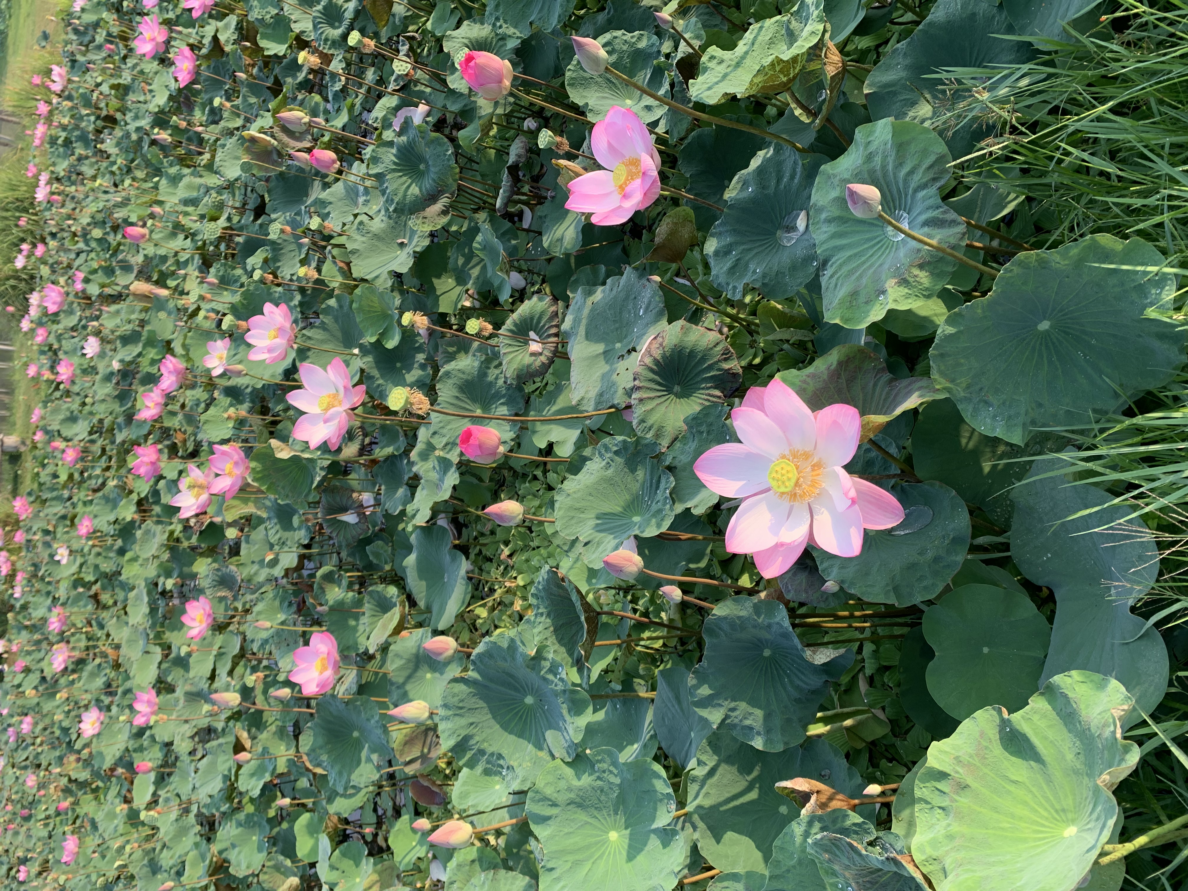 Lotus Pond17.jpg