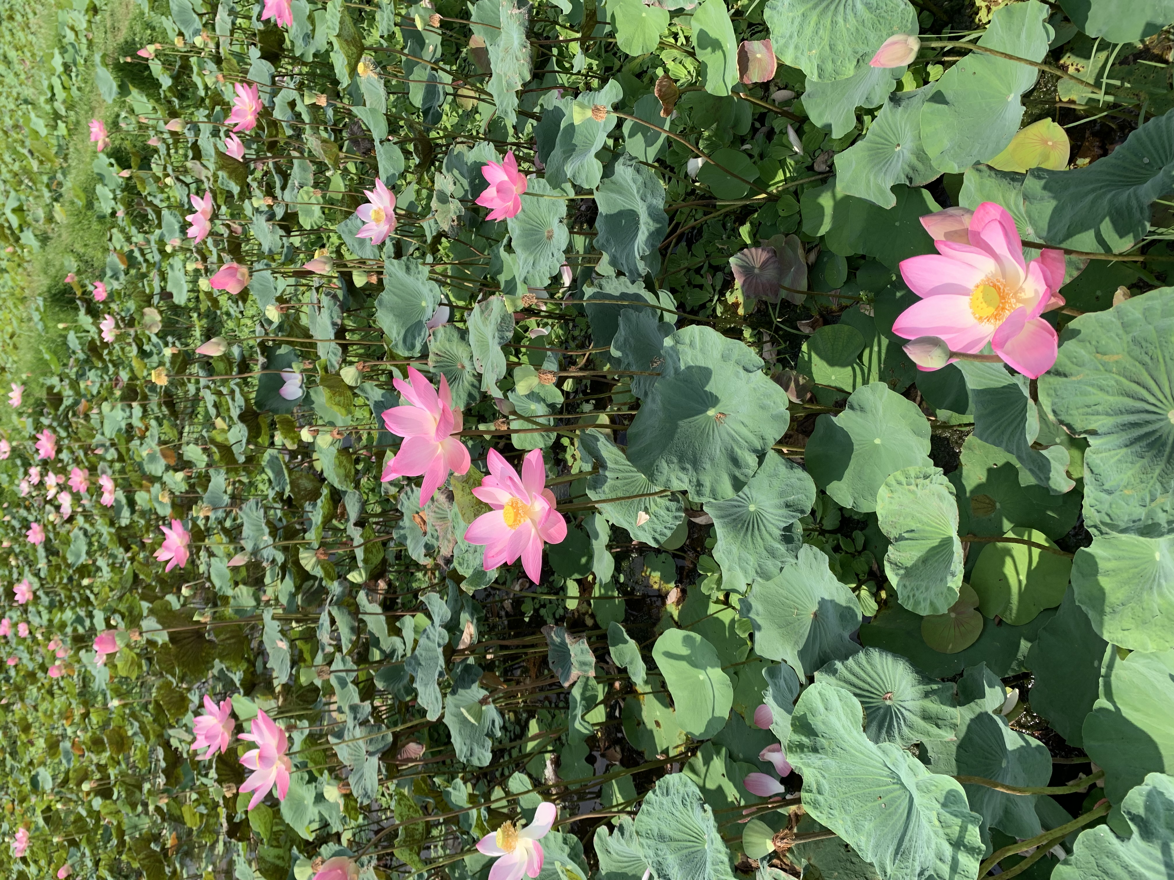 Lotus Pond8.jpg