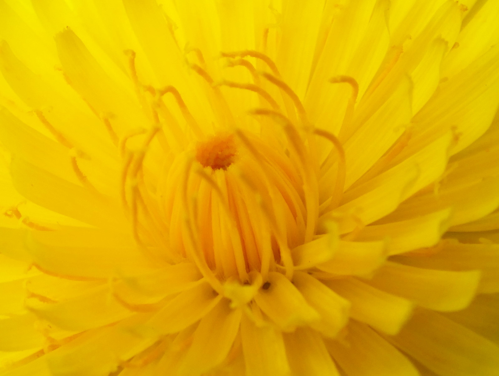 0717-Dandelion.JPG