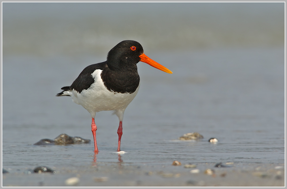 (Haematopus ostralegus), ..jpg