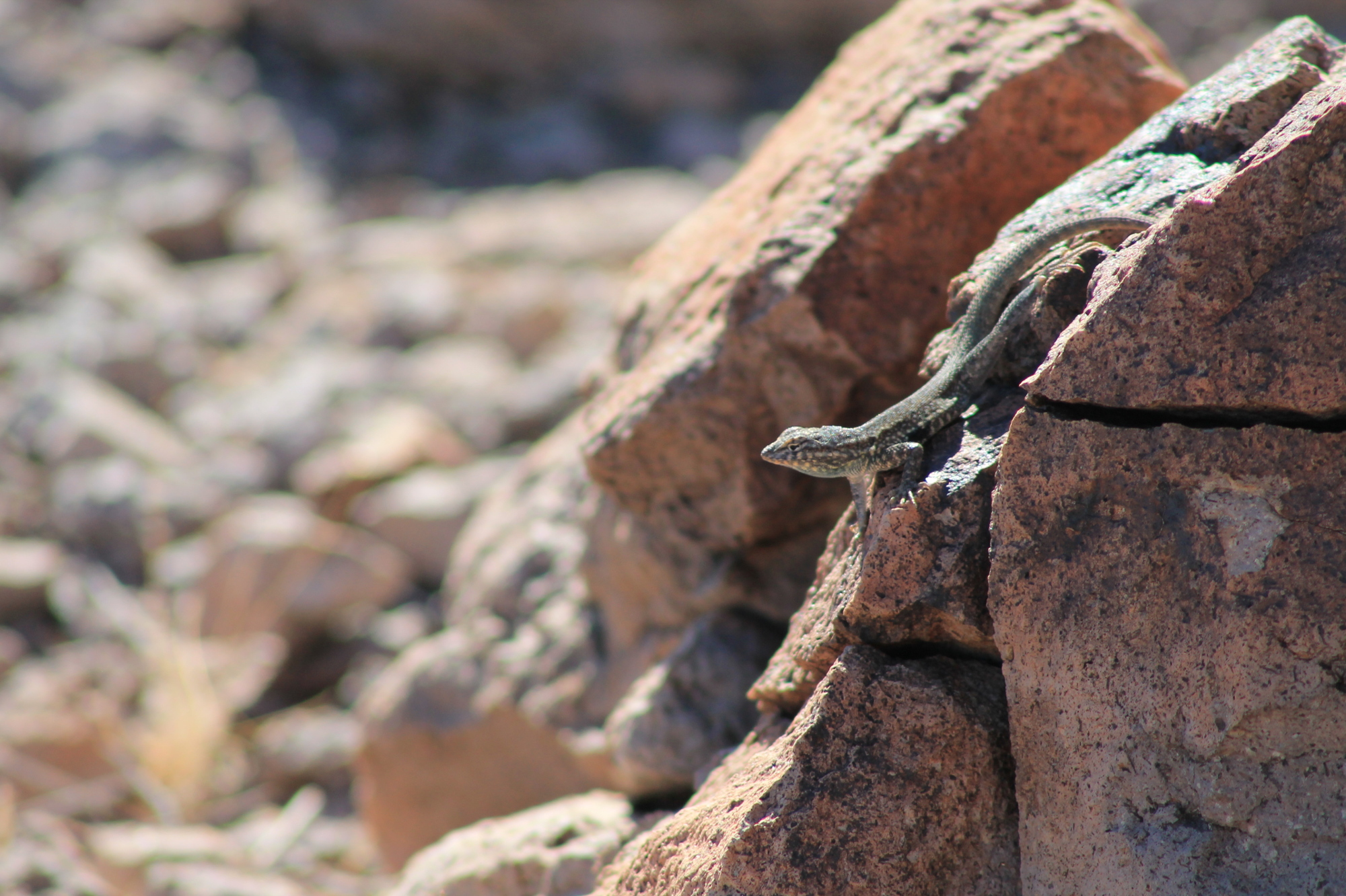 lizard2.JPG
