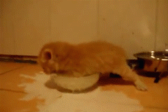 17E61F08-3EC7-4A05-840A-730FBE73E50B.gif
