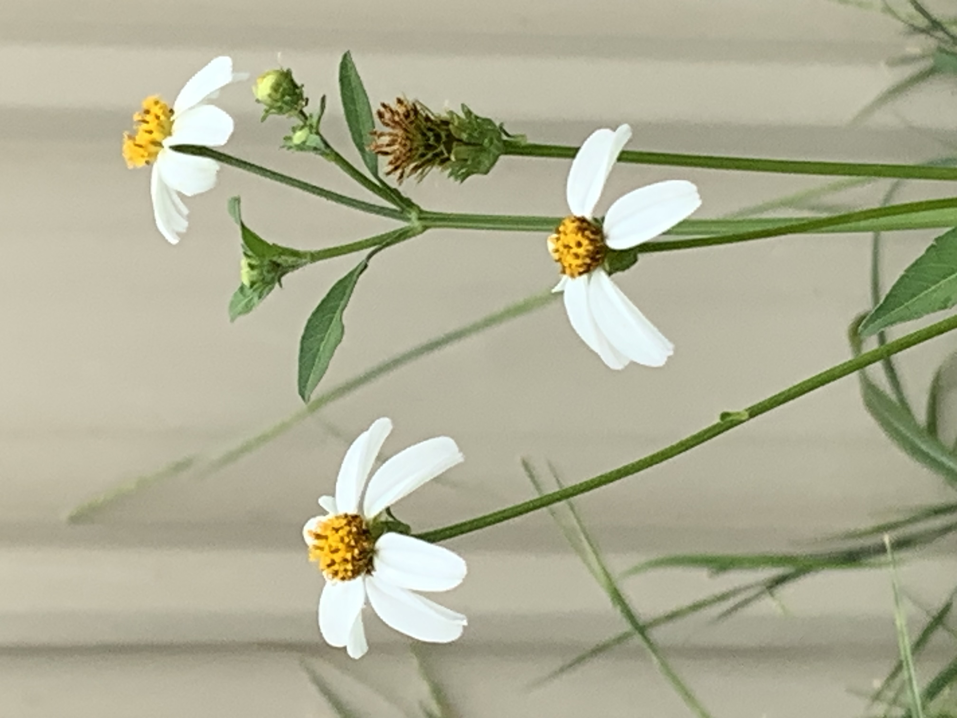 white wildflowers and bees10.jpg