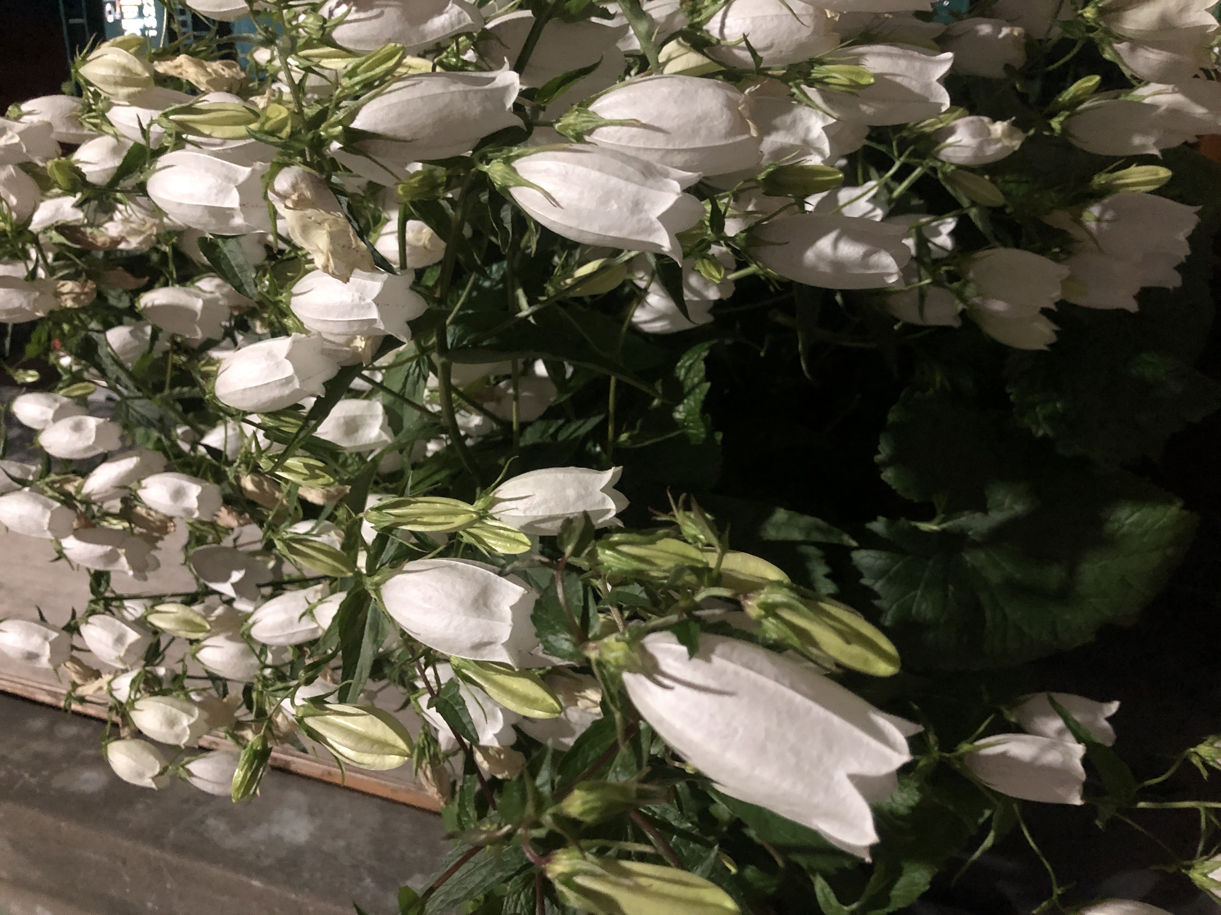 48B6C996-5D73-4106-8E95-30F3D5782AEA.jpeg