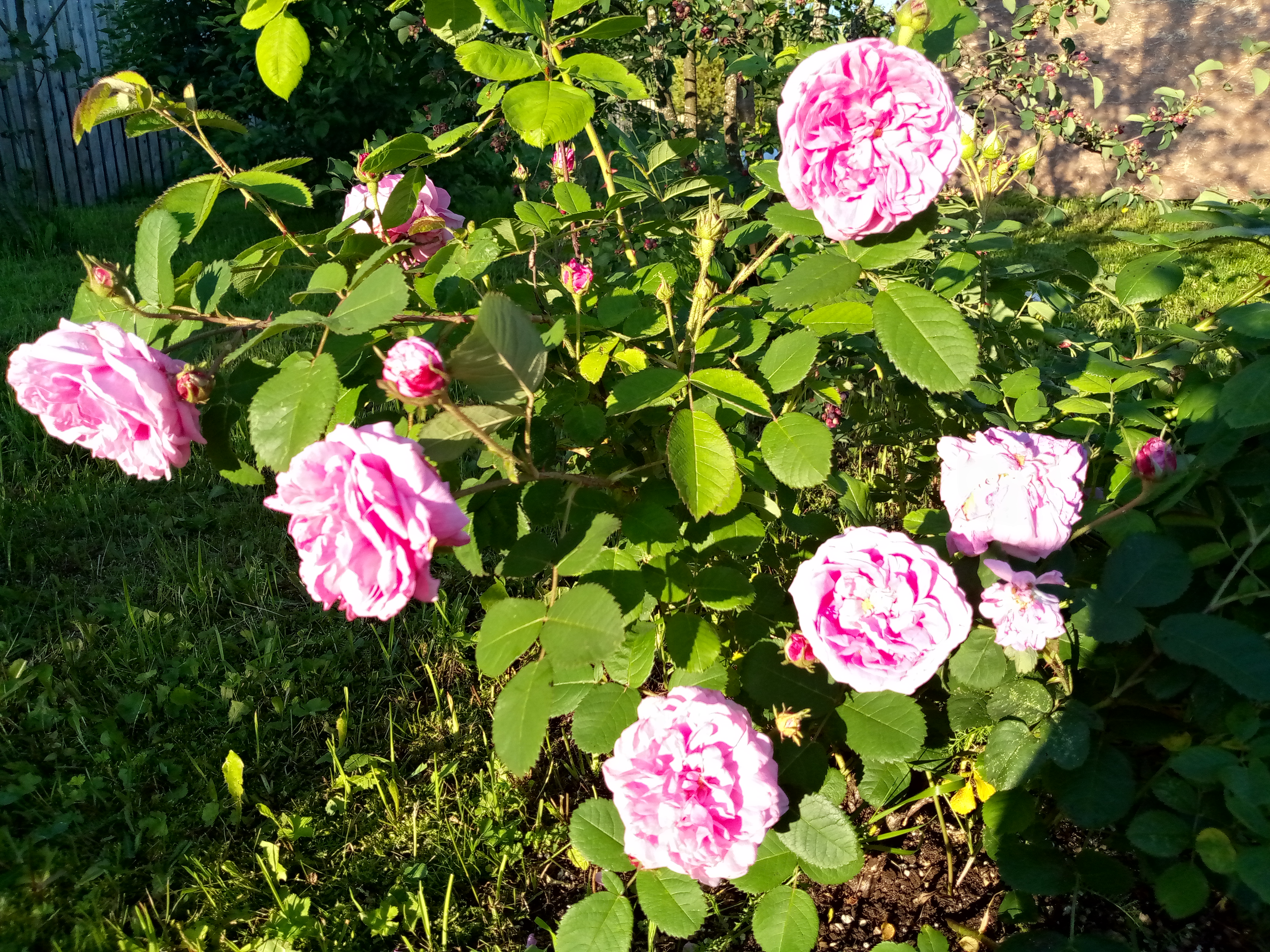 IMG_20260704_190616_131.jpg