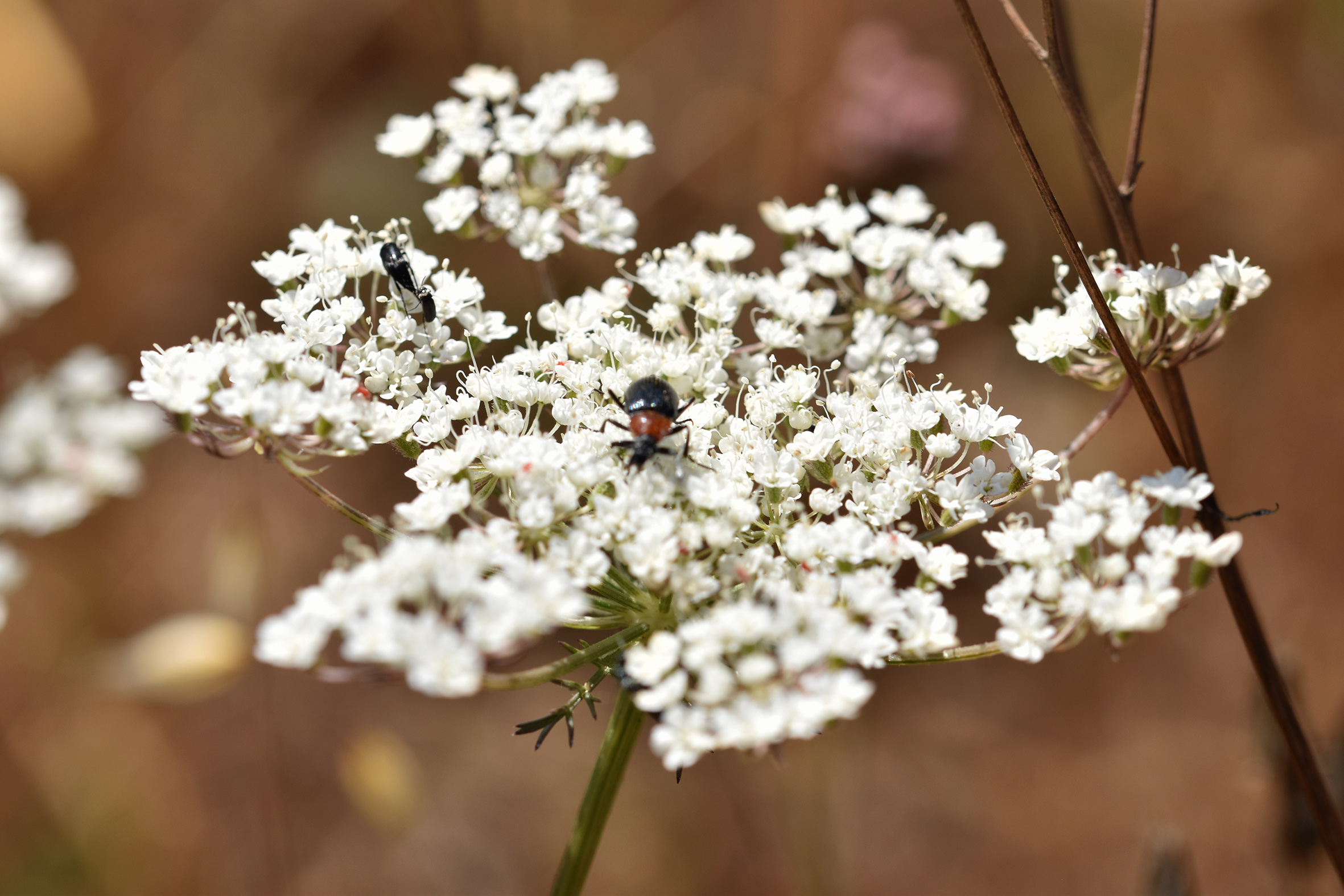 beetle white wildflower 2.jpg