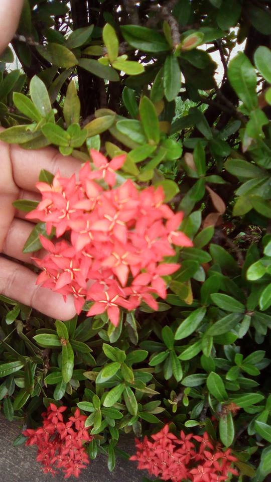 flor5.jpg