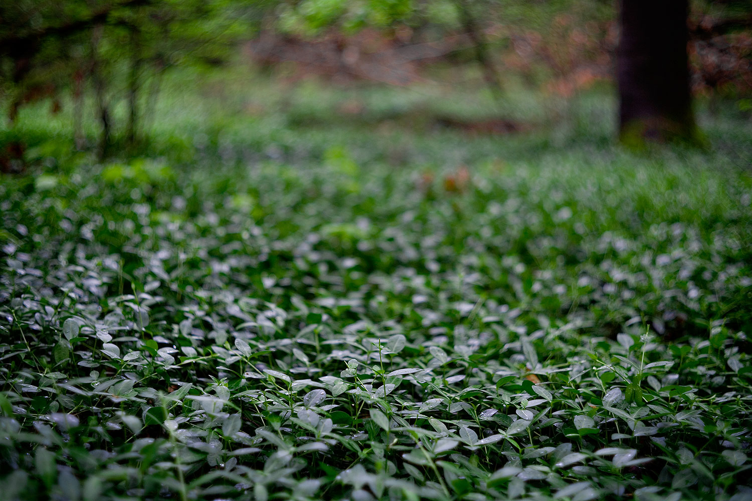 leafy clearing in a rainy forest original photography by fraenk