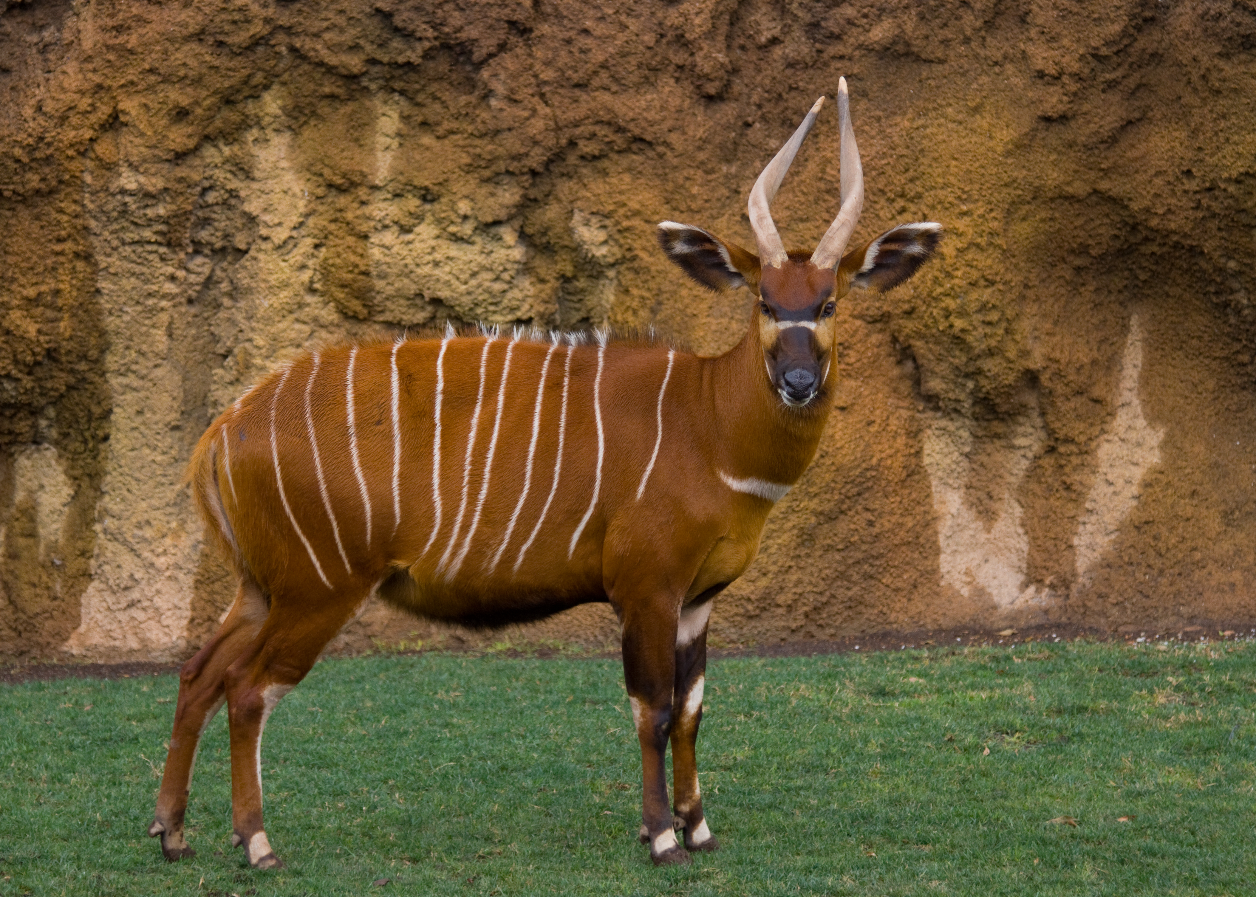 Bongo antelope Majestic animals, Nature animals, Animals wild