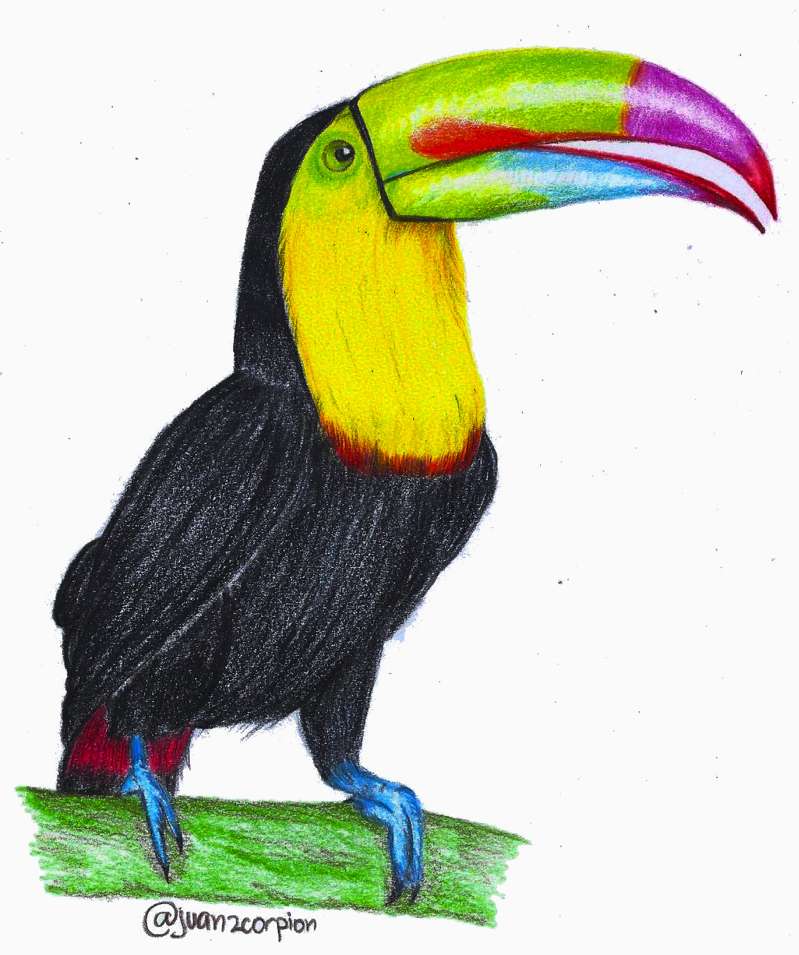 Remembering A Little Baby Tucan Steemit