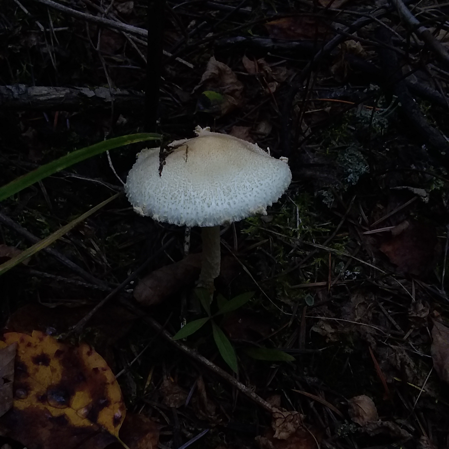 20190922_182717.jpg