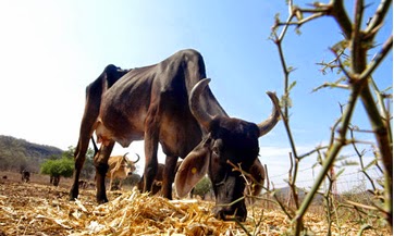vaca-flaca.jpg