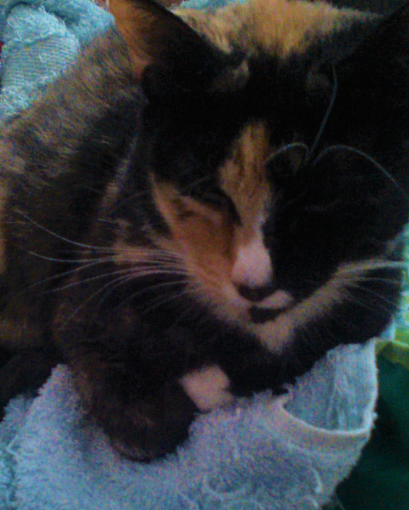 Cat Photography, Tinkerbell Blue Towel, May 5 2017.jpg