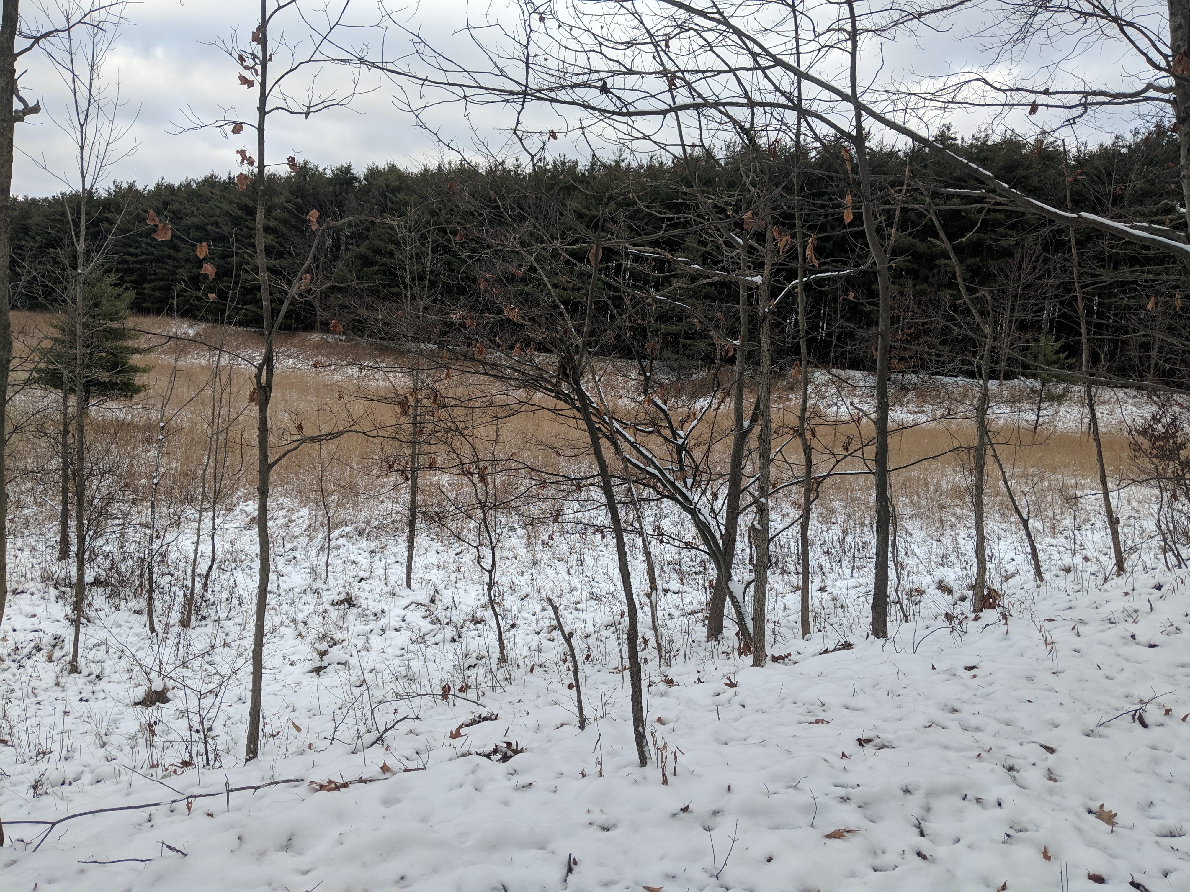IMG_20181208_145242.jpg