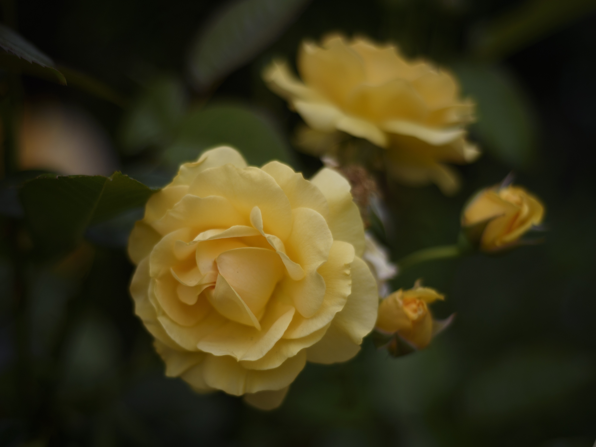 DSC_5662.jpg