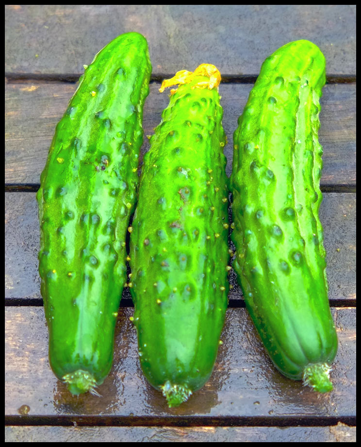 cucumbers-hdr.jpg