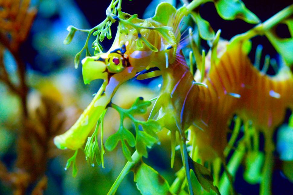 sea-dragon.jpg