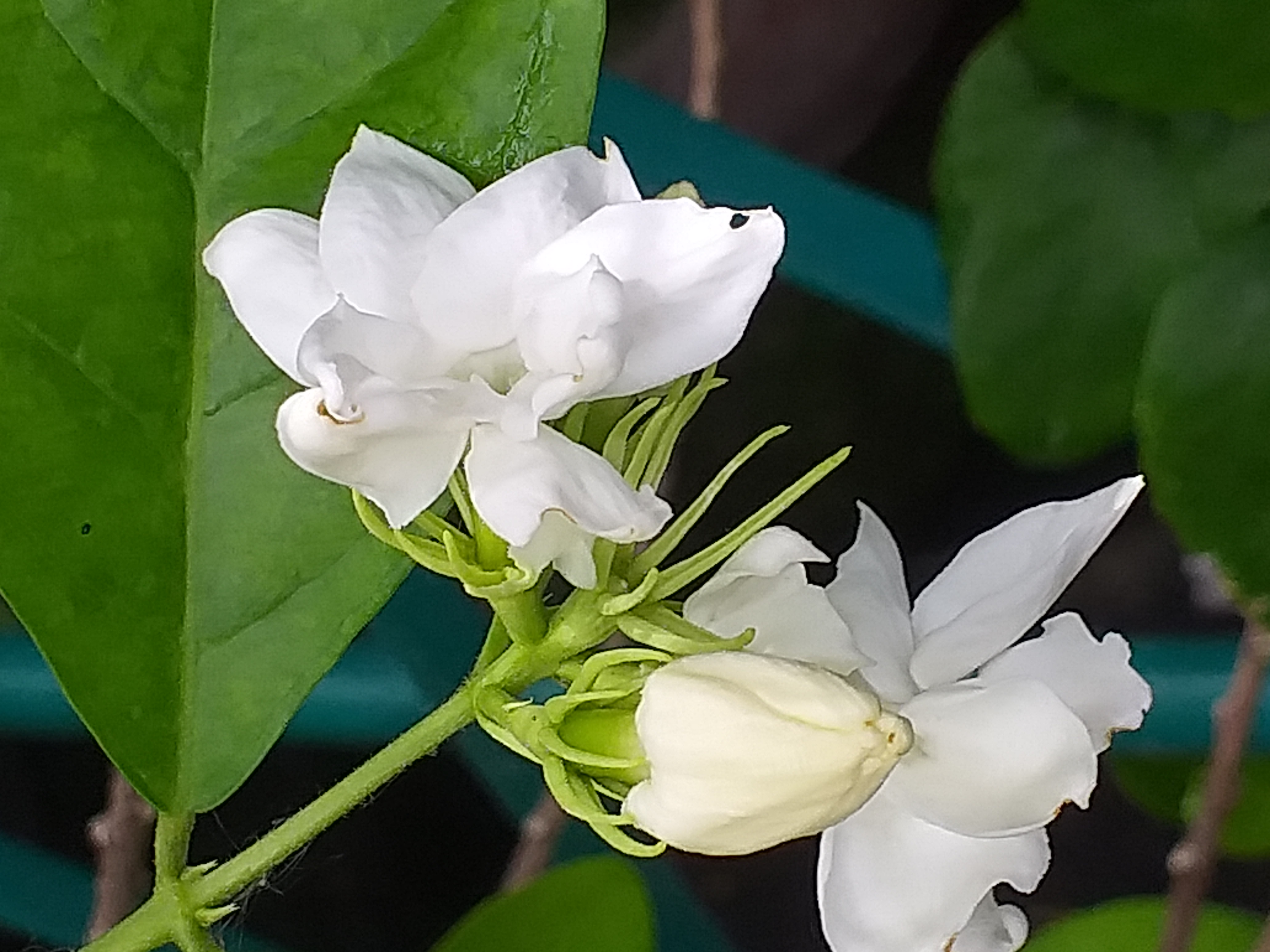 my garden502.jpg