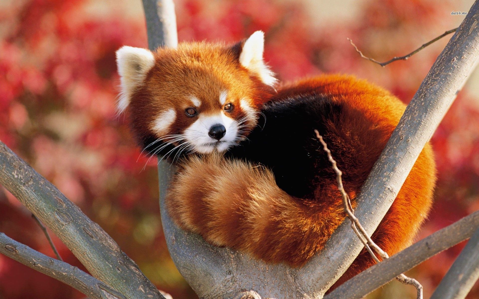 red-panda-wallpaper-2.jpg