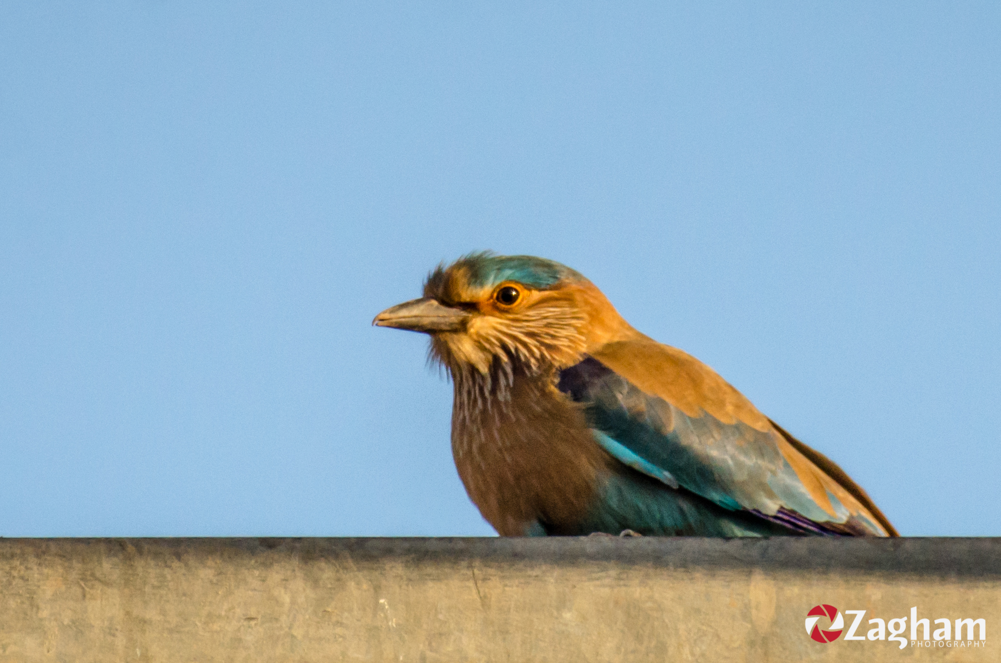 DSC_1431.jpg