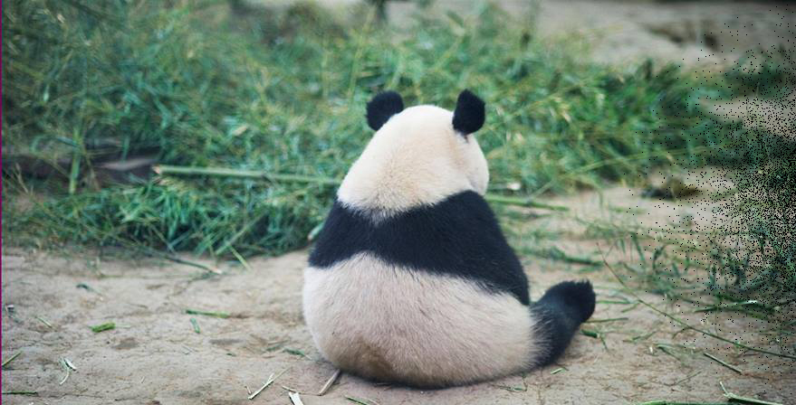 Pandas%20sit%20alone%20when%20they%20are%20sad..jpg