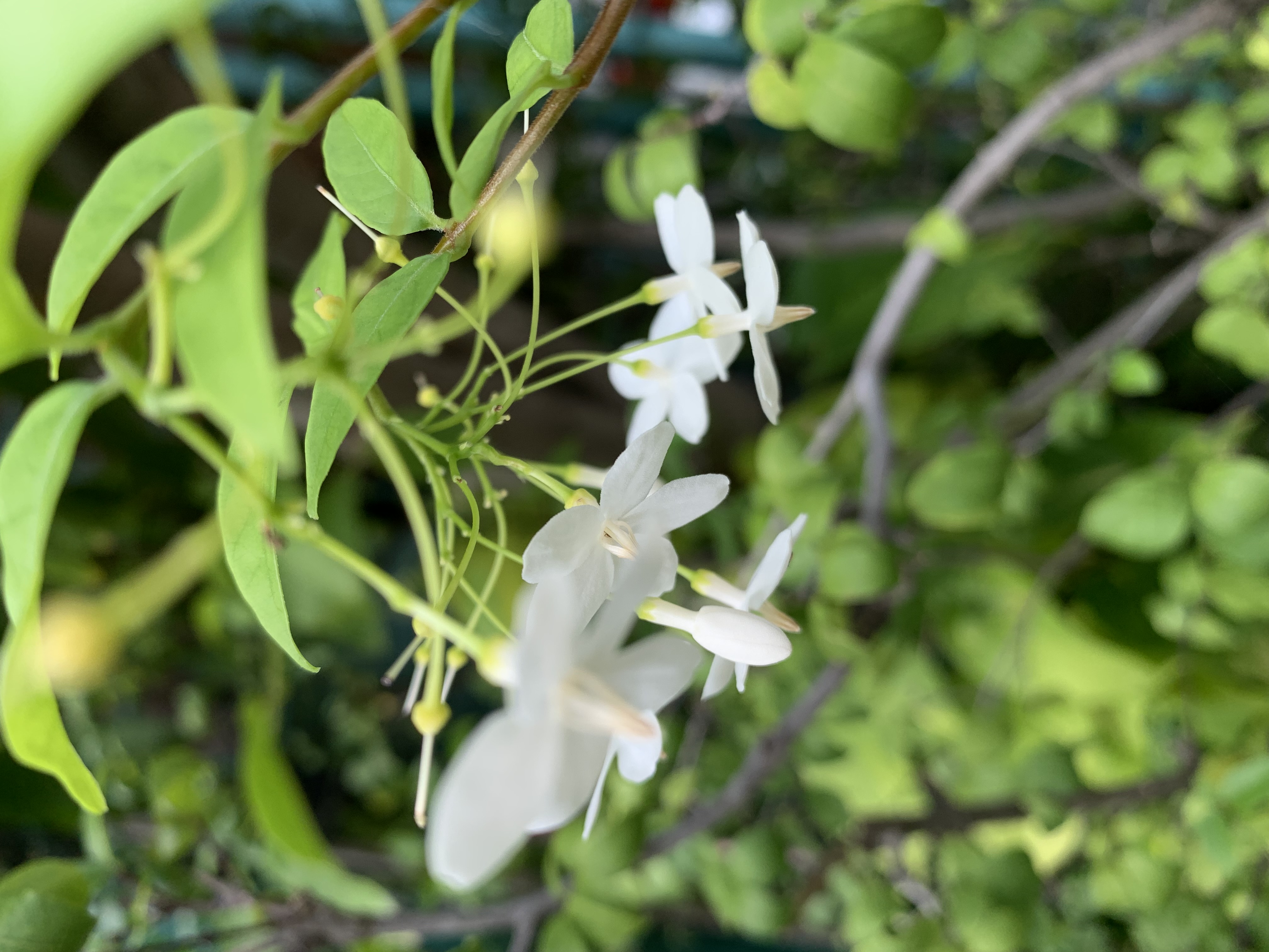 my little garden10.jpg