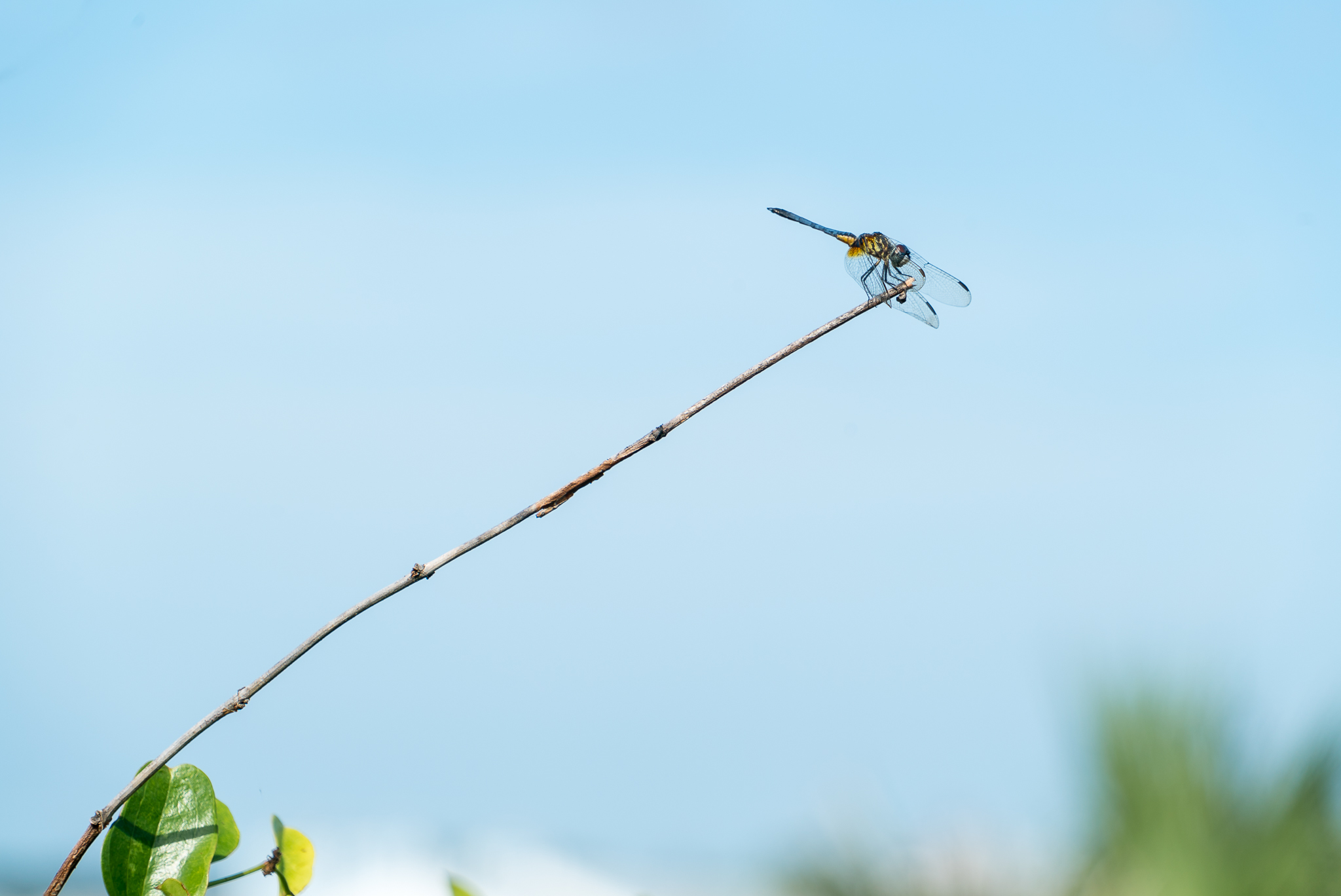 DSC01895-1.jpg