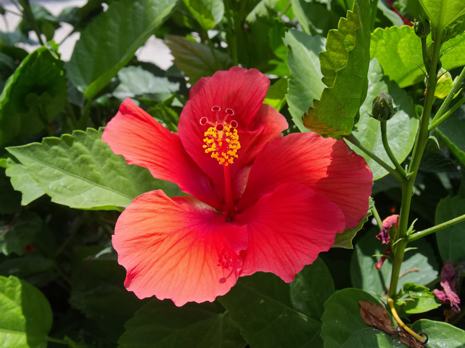 P7170317-red-hibiscus-flower.jpg
