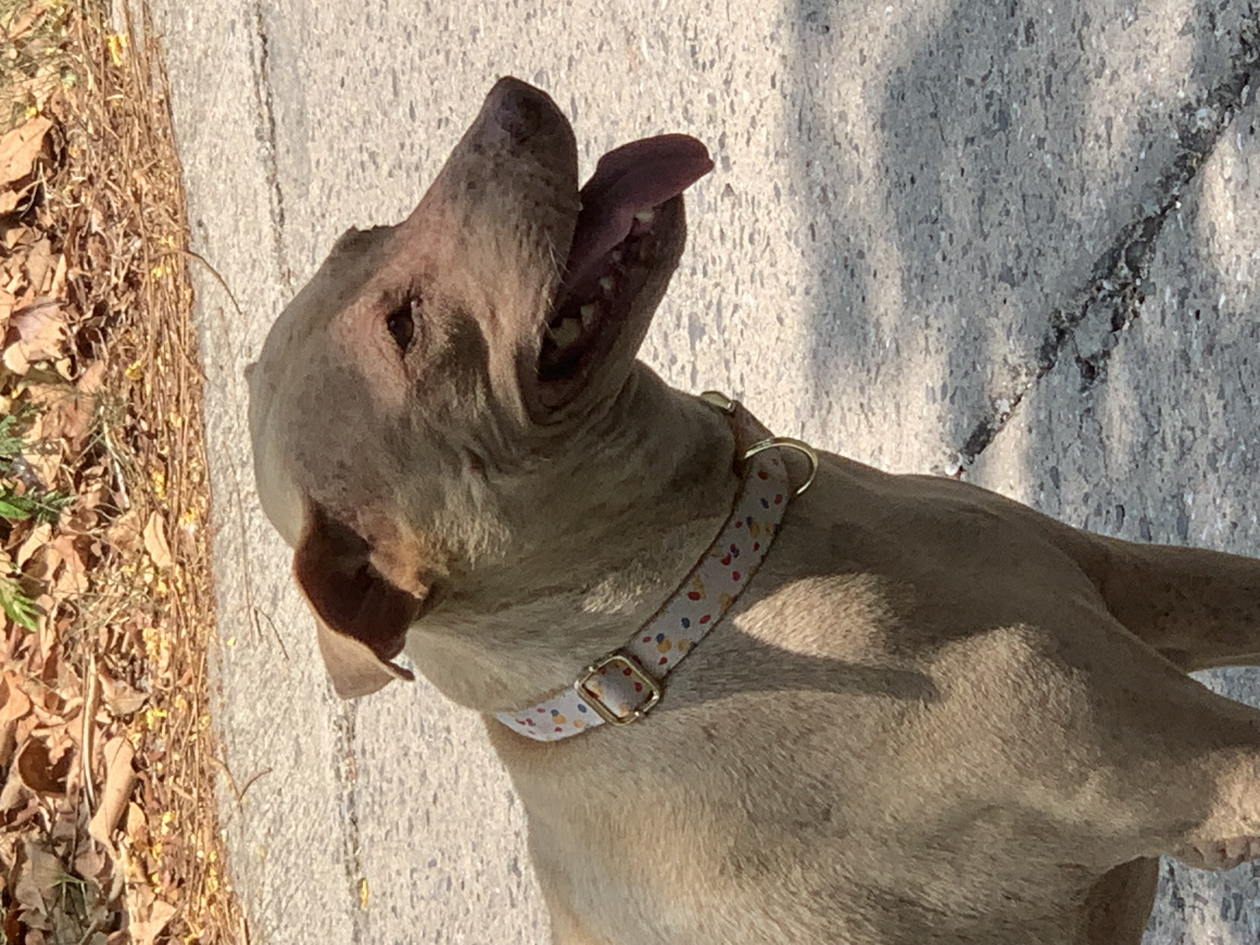 dog2.jpg