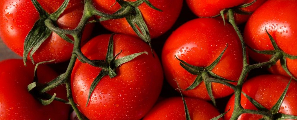 томат шеннон f1. томаты pomodoro. томат вано томат. Is tomato a fruit. Being a tomato.