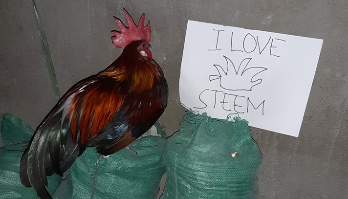 steem wek.jpg
