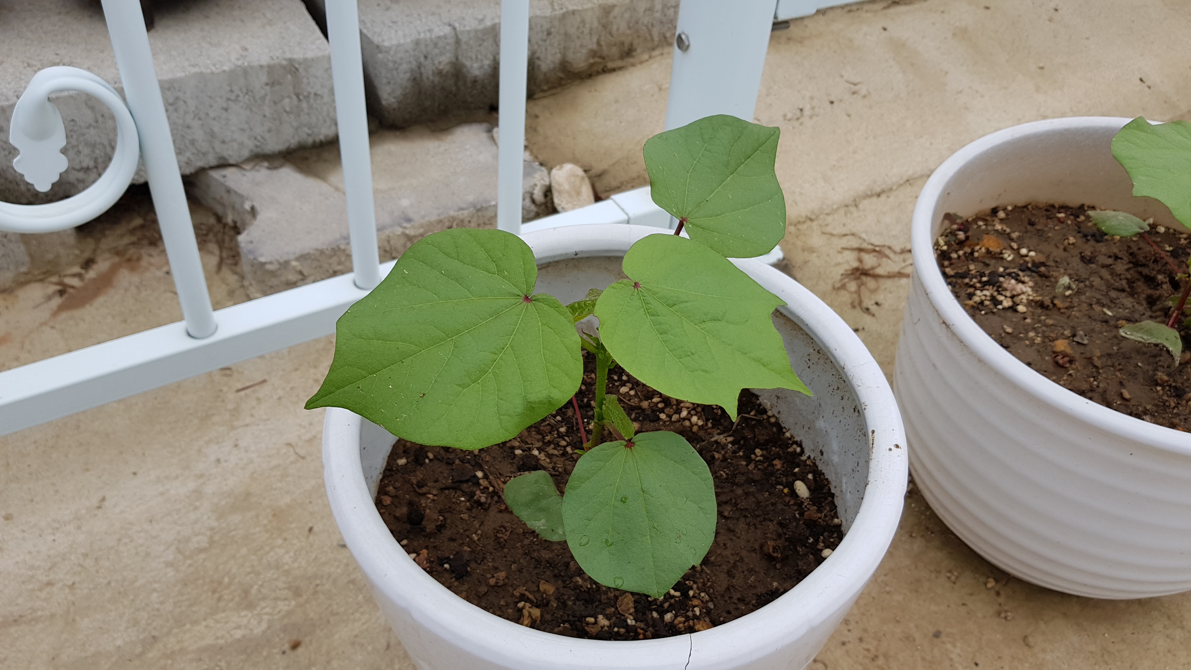 20180617_095005.jpg