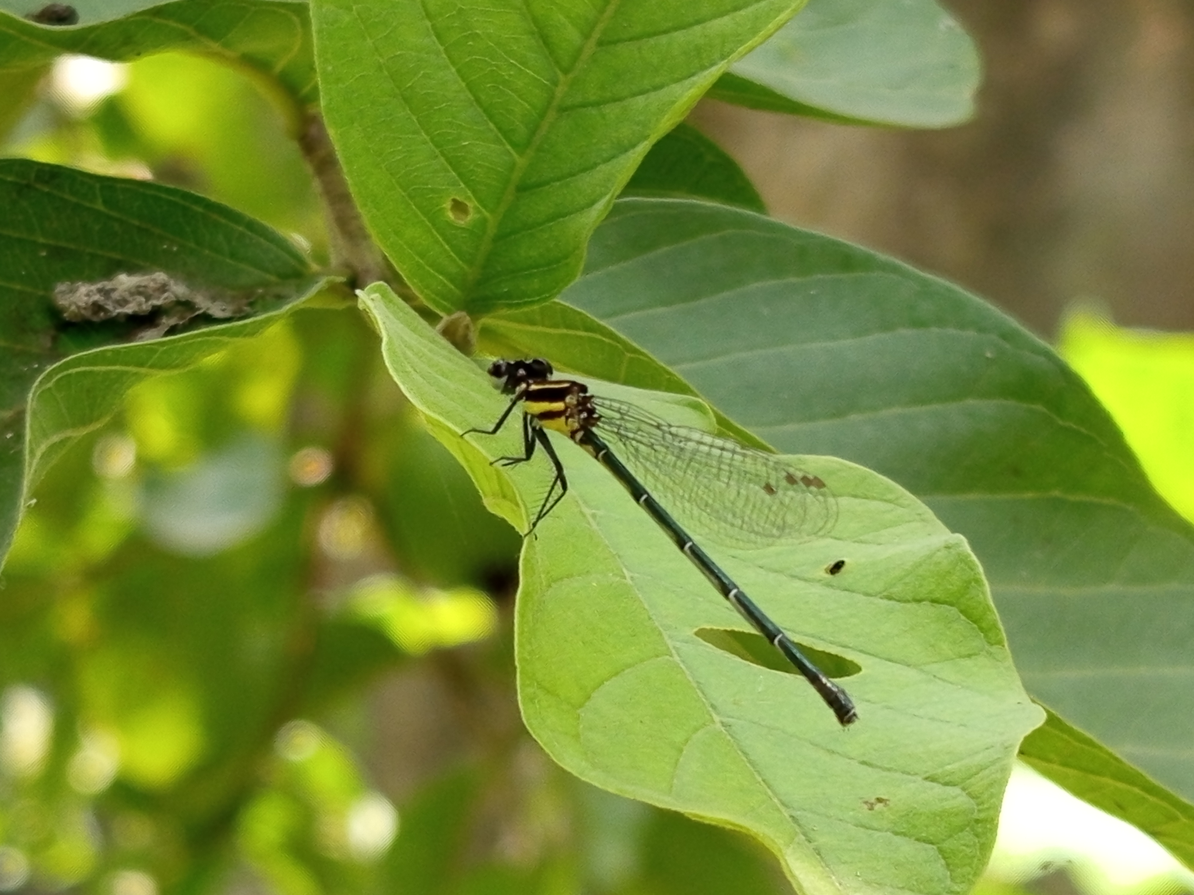 ফড়িং (4).jpg