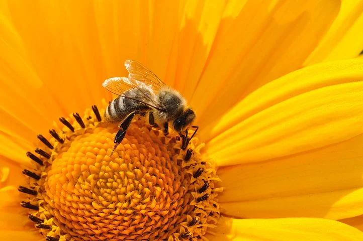 bee-170551__480.webp