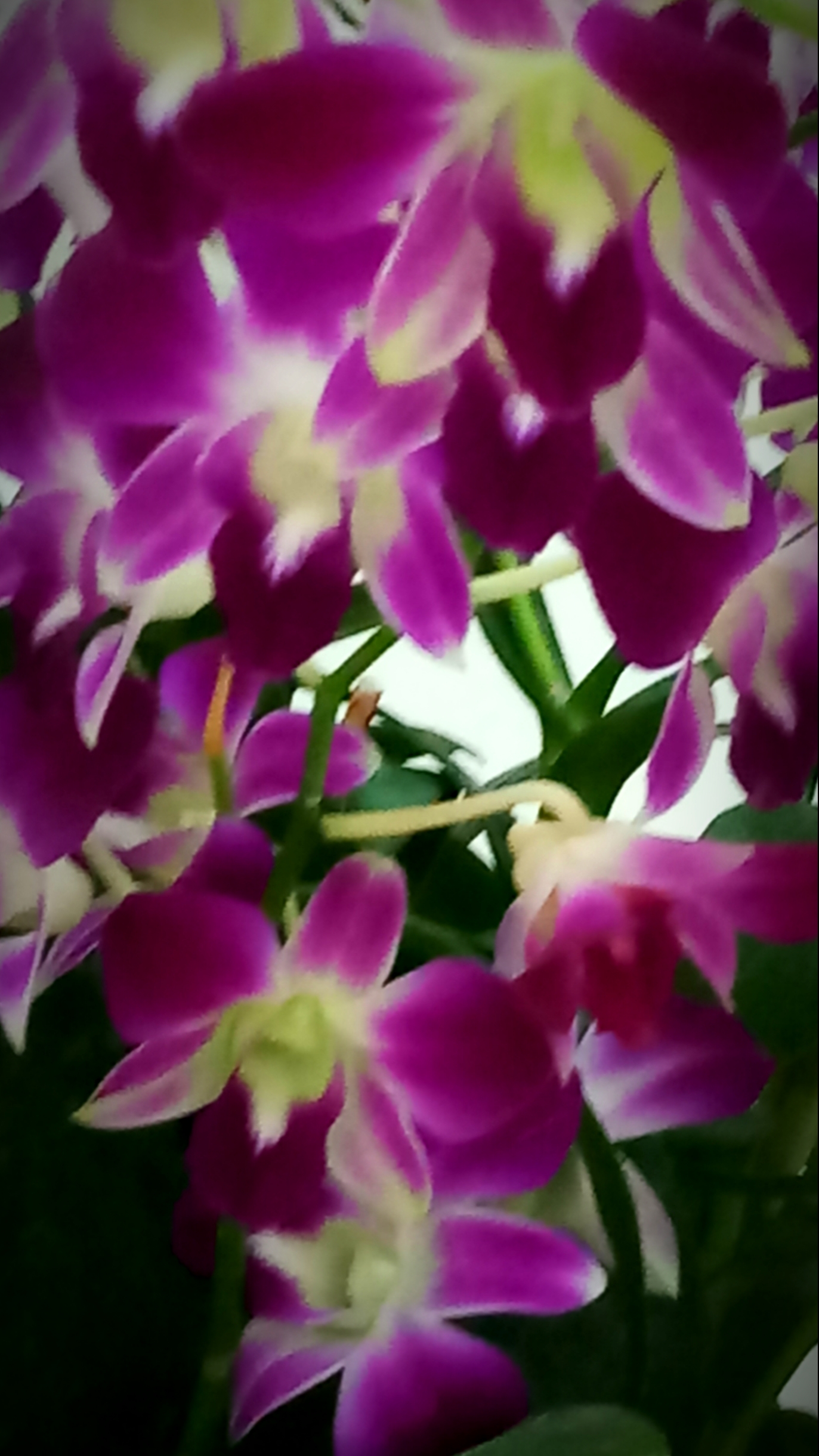 SPhotoEditor-20180815_210749.jpg
