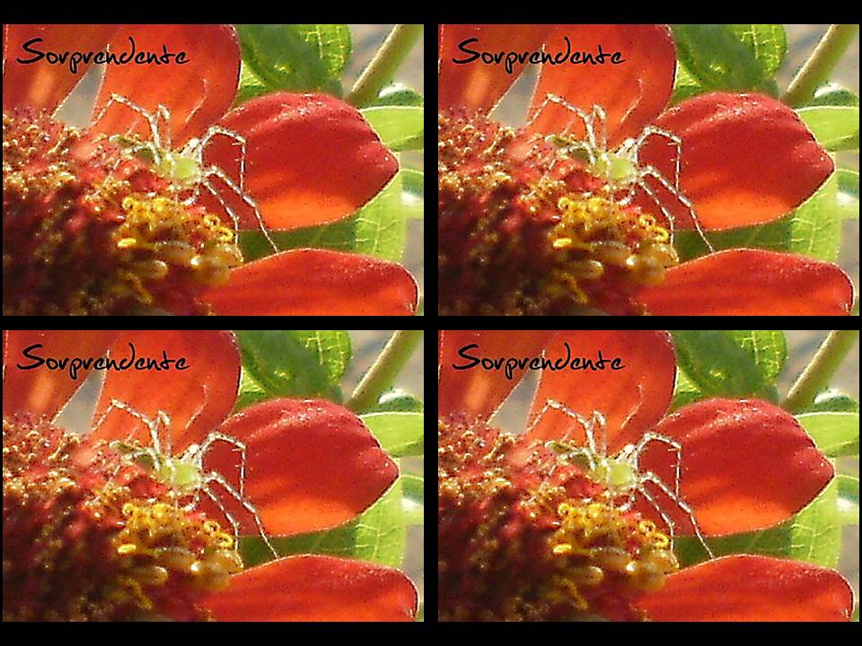 Macrofotografía y Colorfull 3.jpg