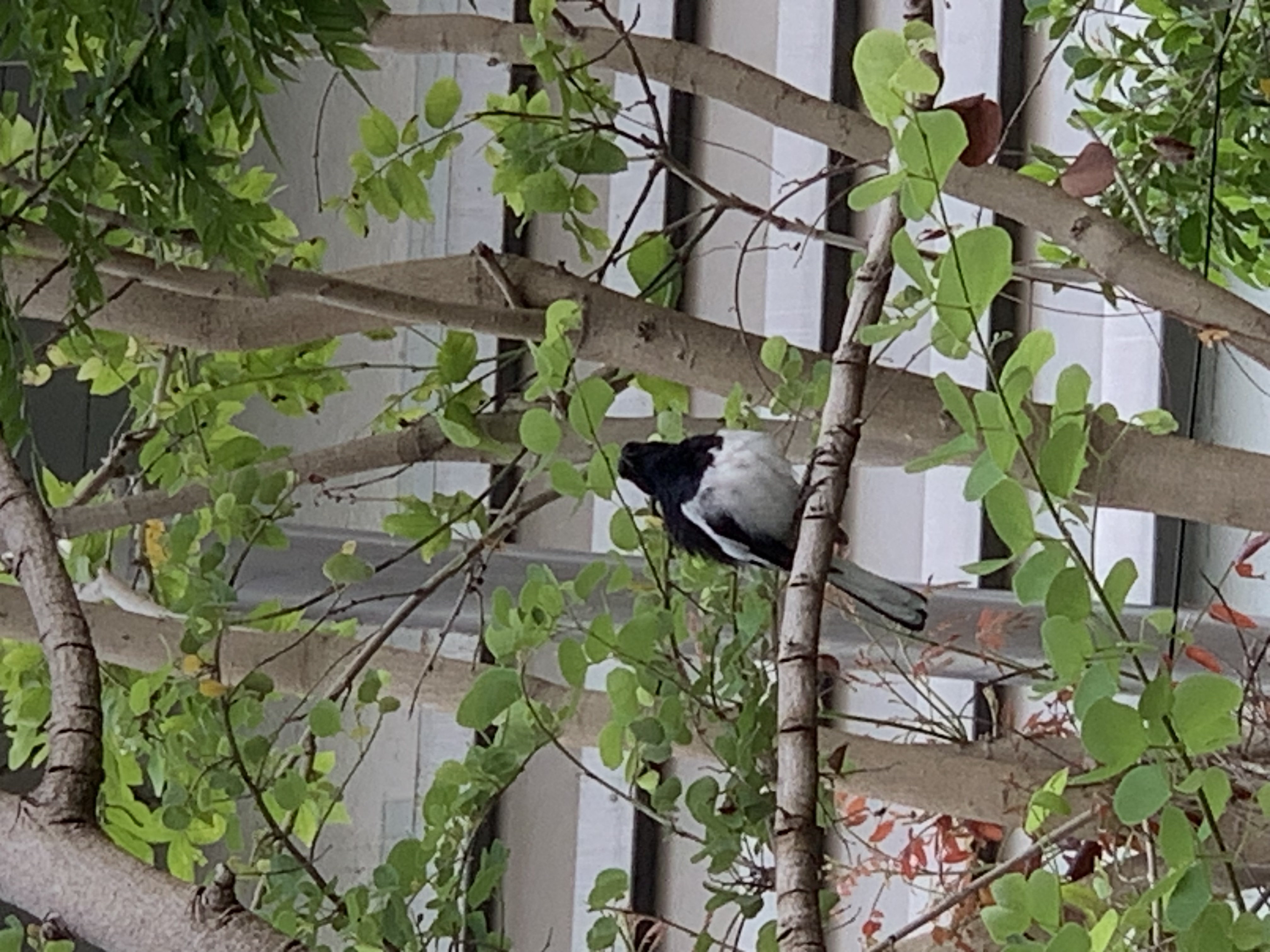 bird4.jpg