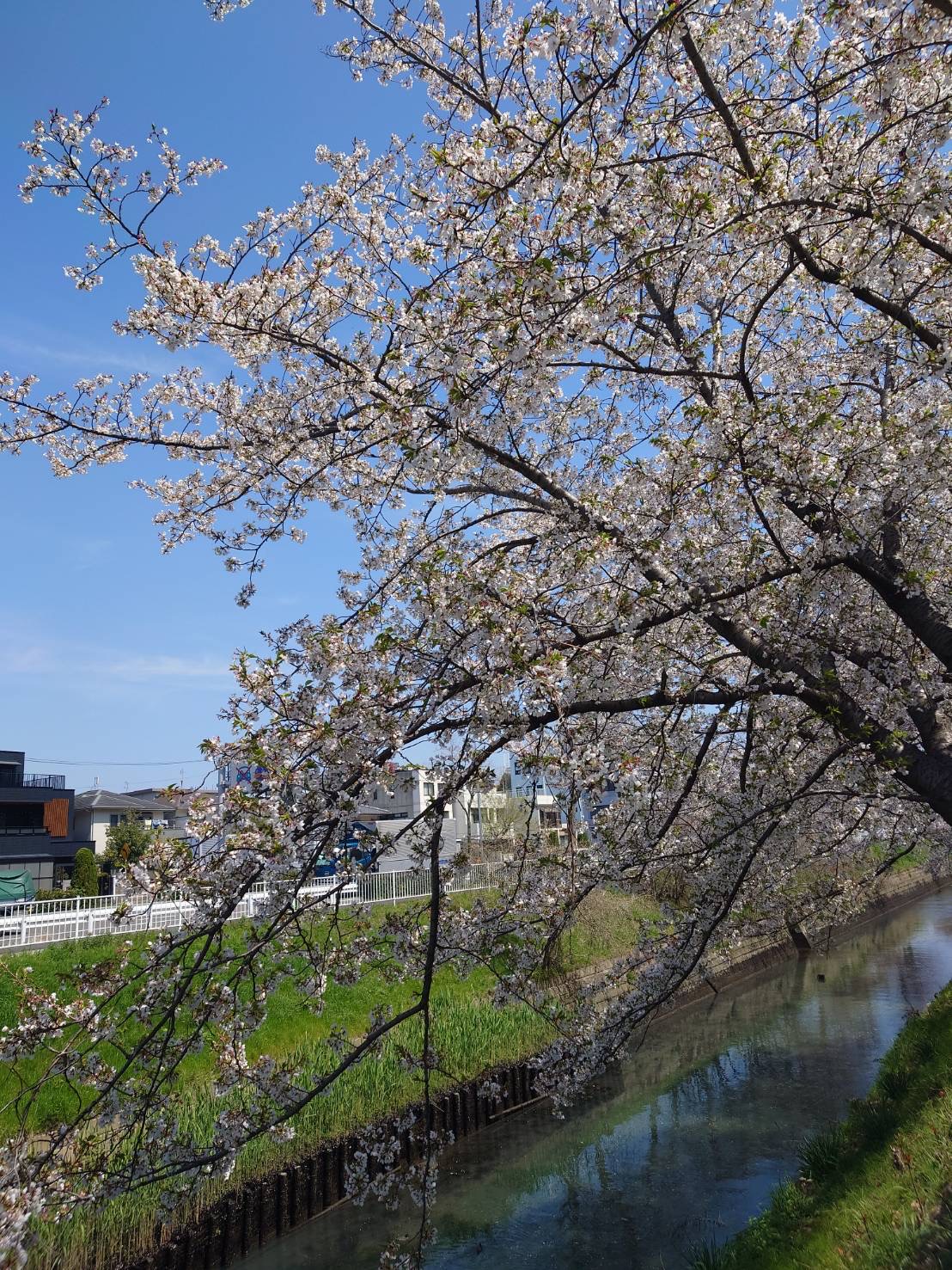 Sakura5.jpg