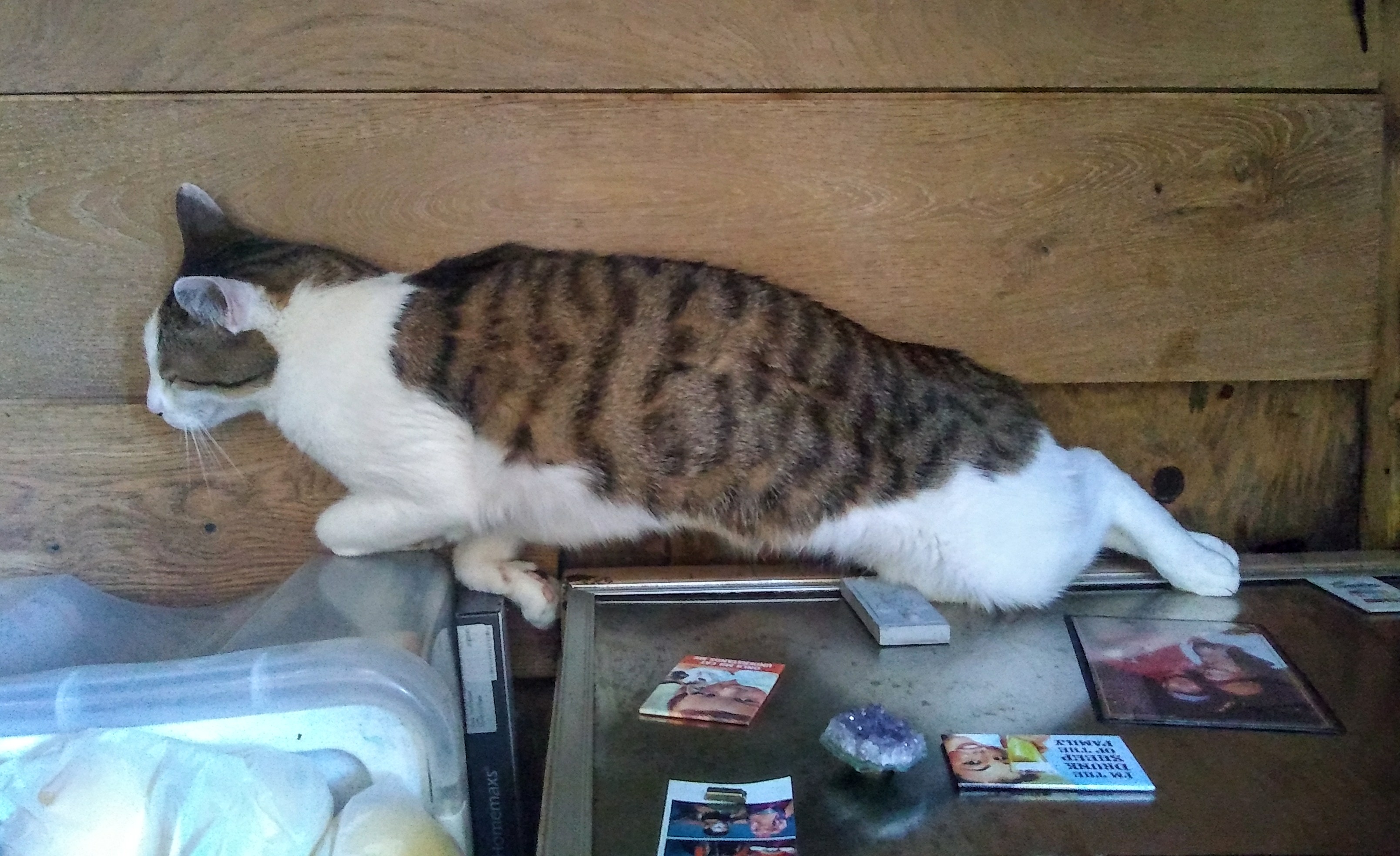 Quetico Cat Life.jpg