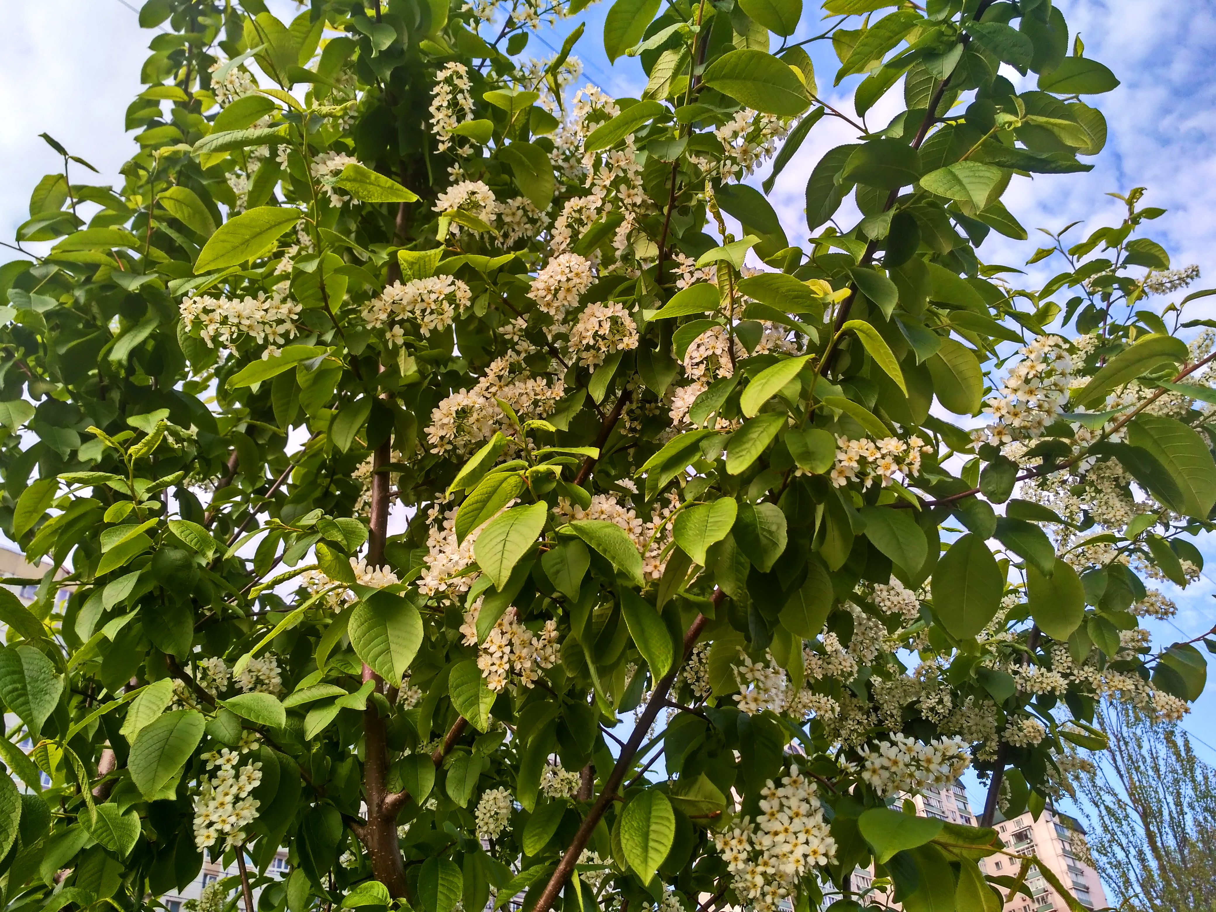 IMG_2019-05-06_172630_HDR.jpg